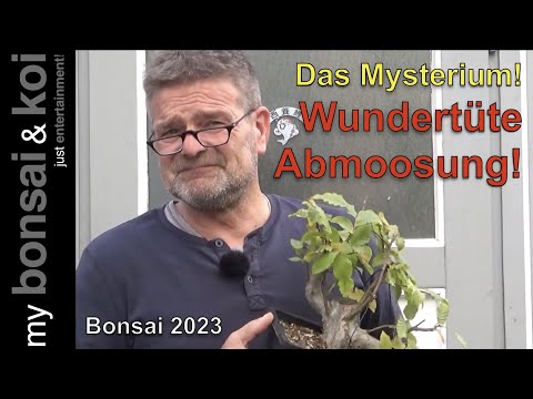 Bonsai 2023-61 - Grab Bag of Moss Removal
