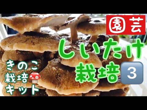 園芸 家庭用キノコキット