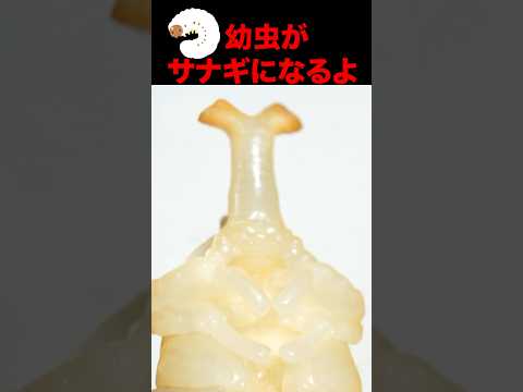 コガネムシ ワーム 堆肥に生息する幼虫と蛹