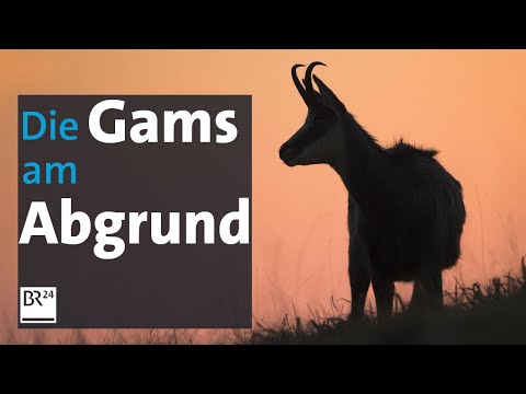 Ende der Schonzeit: Die Gams ist in Bayern wieder zum Abschuss freigegeben | BR24