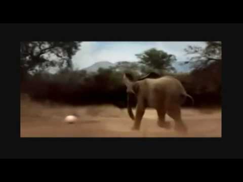 Cute Animal World Cup - Song Waka Waka (This Time for Africa) by Shakira