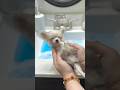 Barley S 1st Bath At 10 Weeks Old Teacupchihuahua Chihuahua Doglife