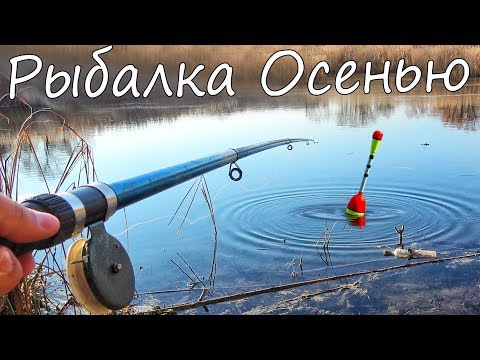 Ловим только крупного карася предохраняет рыбу от опасных Ловим только крупного карася предохраняет рыбу от опасных