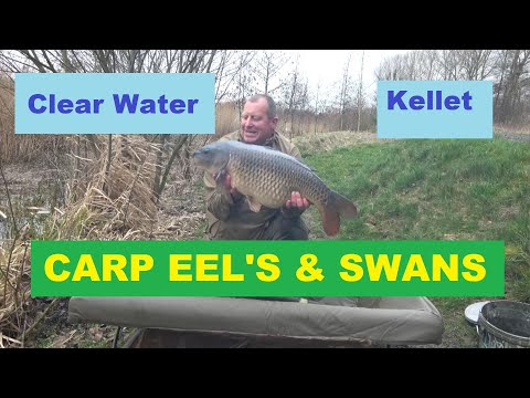 CARP EELS AND SWANS