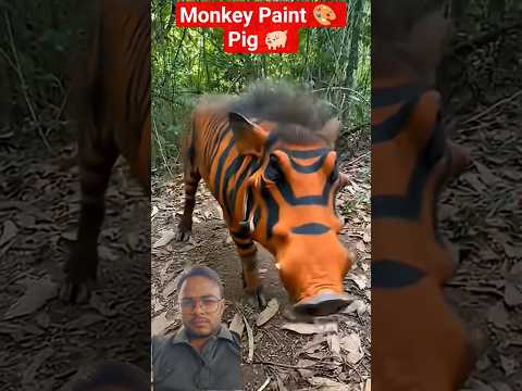 Monkey Paint 🎨 Pig 🐖