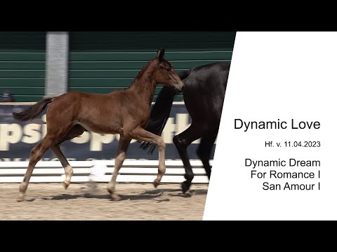 Hf v Dynamic Dream x For Romance I x San Amour I 2023