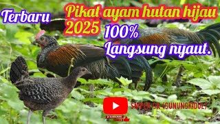 Download lagu MP3 PIKAT AYAM HUTAN 2025#mp3pikatayamhutanhijau#pikatayamhutanhijau mp3 Download lagu MP3 PIKAT AYAM HUTAN 2025#mp3pikatayamhutanhijau#pikatayamhutanhijau mp3
