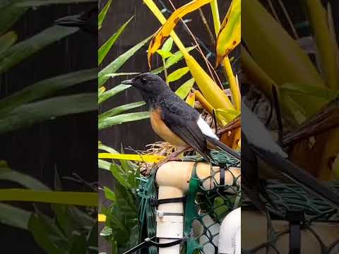 manuk SERIES ALBUM KALIHWELASKU - EPISODE 3 | Denny Caknan, Nopek Novian, Dimas Zaenal, Bella Bonita