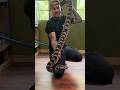 Worlds Largest Hybrid Rattlesnake 🙌🏻 #shorts #notapython