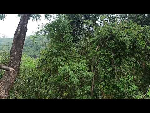 Forest | Meghalaya | feel it the sounds | Nature 🌿🍃 beautiful