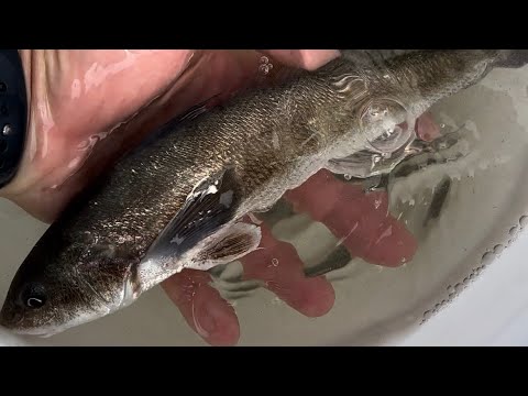 How to Catch MORE Whiting/Kingfish From the Surf!