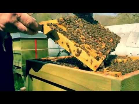 Der Imker des Leipziger Auwaldes (Kurzdoku)