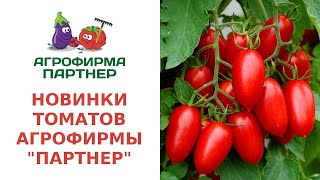 Преимущества томата Капитан