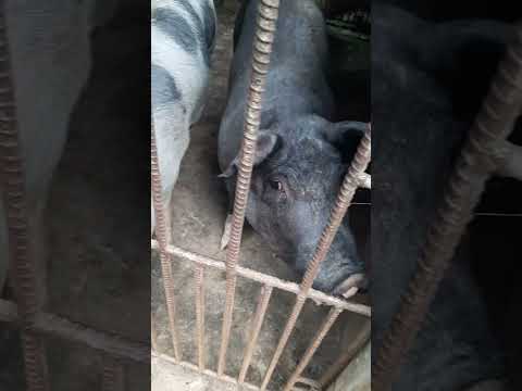 Chanchos del campo, Las Paltas, Loja, Ecuador