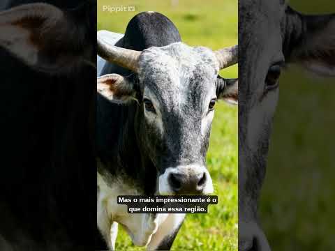 DINOSSAURO MINEIRO #MinasGerais #Uberaba #Curiosidades #Brasil