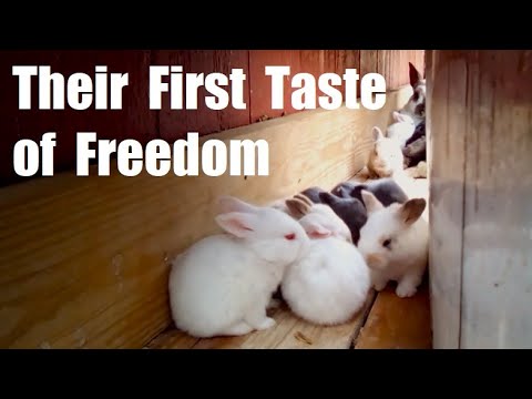 Baby Meat Rabbits Exit Their Nestbox and Explore the Colony | Their First Taste of Freedom