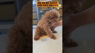 벼랑 끝에 몰린 강아지가 선택한 최후의 방법 ㅋㅋㅋㅋ