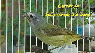 Download lagu Suara burung opior jawa gacor bikin semua burung opior ikut bunyi mp3