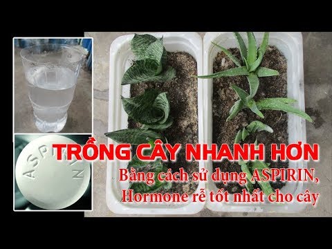 , title : 'Trồng Cây nhanh hơn bằng cách sử dụng Aspirin, Hormone rễ tốt nhất cho cây'