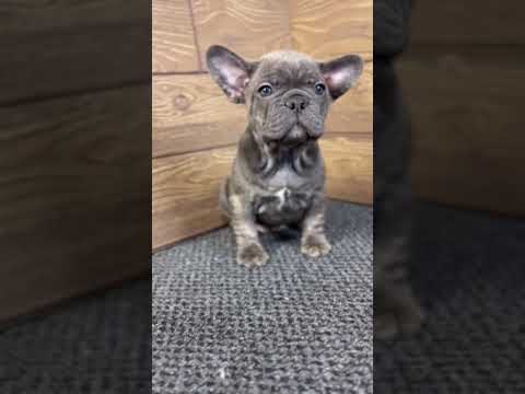 Video 1