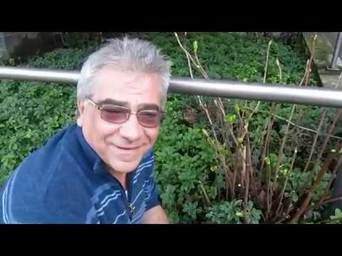 I lyambliya sono trasferiti attraverso I vermi che vivono in reni