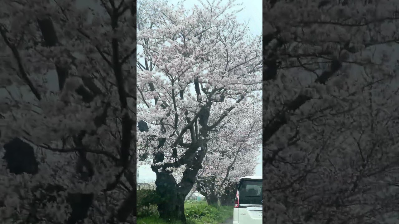 ASMR Satisfying Sakura Japan #asmr #satisfying #shortvideo #sakura