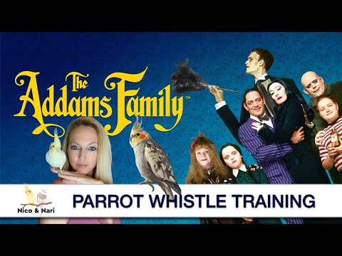 Addam's Family Theme, Parrot Whistle Training