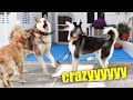 CHASING THE DREAM PICTURE EP 1 CRAZYY ADVENTURE AGAIN