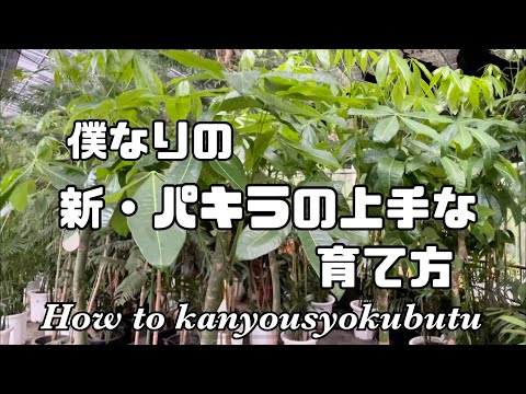 パキラの花の作り方は？理想的な状態を作り出すために、次の 5 つのメンテナンスのヒントに従ってください。  庭園