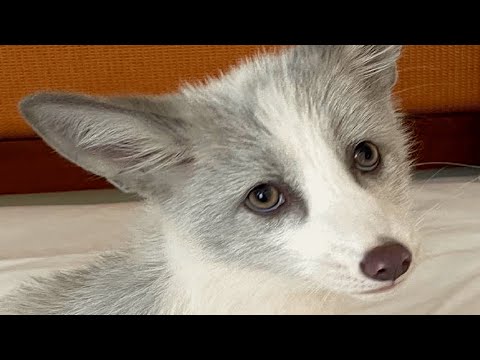 Rescued Fox Makes the Weirdest Sounds