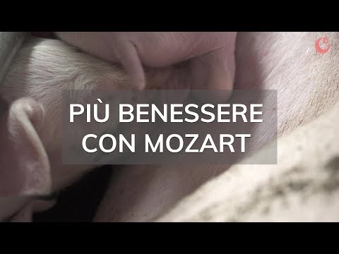Più benessere con Mozart - Gruppo CIEMME