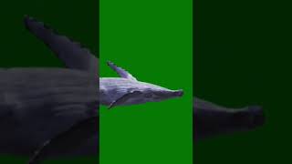 Download lagu Blue whale green screen mp3 Download lagu Blue whale green screen mp3