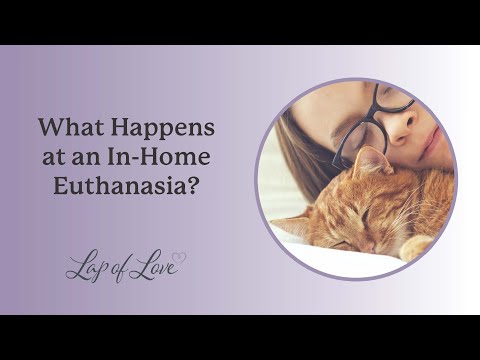 What happens at an in-home euthanasia? - Veterinarian Dr. Dani McVety answers