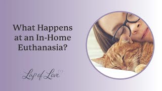 What happens at an in-home euthanasia - Veterinarian Dr. Dani McVety answers
