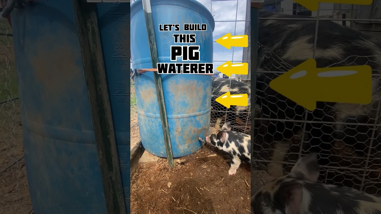 Let’s Build A Pig Waterer