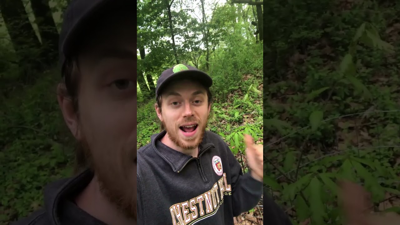 Why are Norwegian maples bad? Tipseri