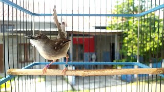 Download lagu SUARA CIBLEK NGOTOT EMOSI UNTUK PANCINGAN MENTAL CIBLEK ANDA mp3 Download lagu SUARA CIBLEK NGOTOT EMOSI UNTUK PANCINGAN MENTAL CIBLEK ANDA mp3
