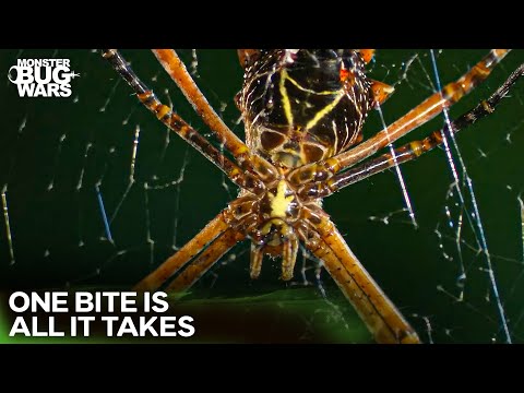 The Insects That Turn Their Victims into Soup | Monster Bug Wars