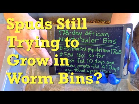 ANC worm bins where potatoes were growing get checked & fed - vermicompost