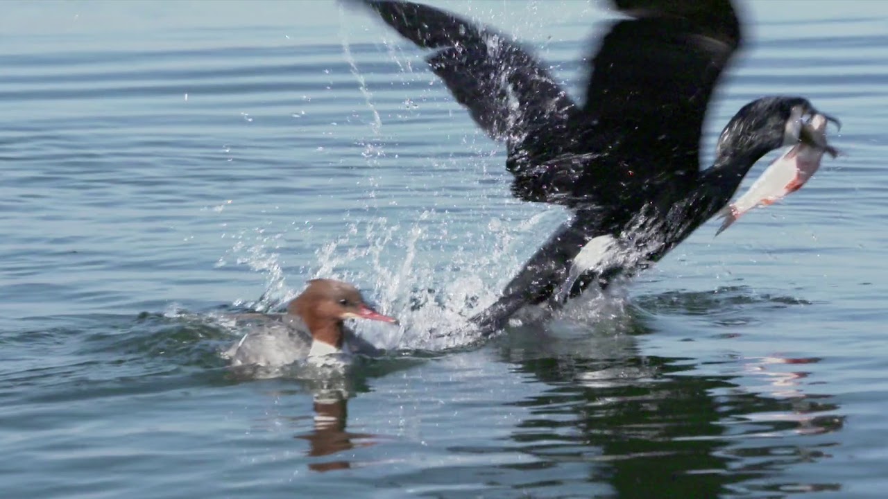 Série Biosphère: Le Grand Cormoran