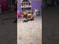 He has too much ENERGY ⚡️ #shorts ?: amazing.doggs