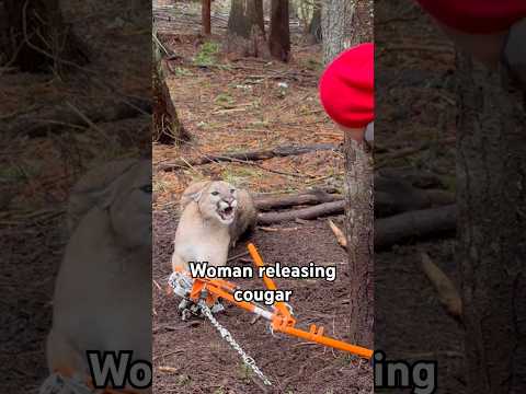 My Wife Releasing a Trapped Mountain Lion #trailcamnut #idaho #cougar #mountainlion #lion