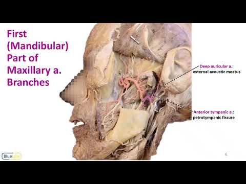 Infratemporal Fossa LO - Maxillary a.