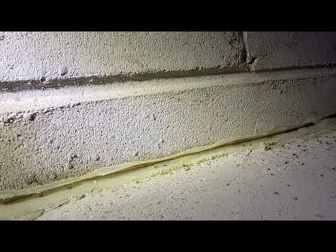 Odorous House Ants Popping Out from the Basement in Port Monmouth, NJ