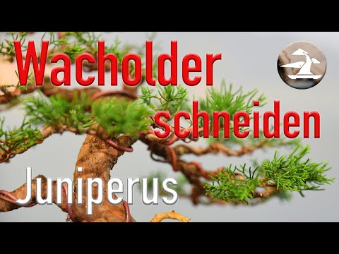 Wacholder zum Bonsai gestalten! Part 2; Juniperus chinensis