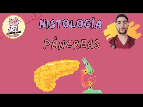 PÁNCREAS  |  HISTOLOGÍA - UBA