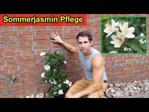 Sommerjasmin Jasminblütiger Nachtschatten Pflege - Standort, Schneiden, Gießen, Düngen, Überwintern