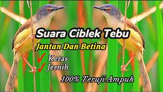 Download lagu Suara Pikat Ciblek Tebu/Ciblek Meong || Suara Keras Dan Jernih!!! mp3