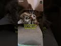 Cat Problems And Health Issues Causes Symptoms And Treatments 15 Vomiting