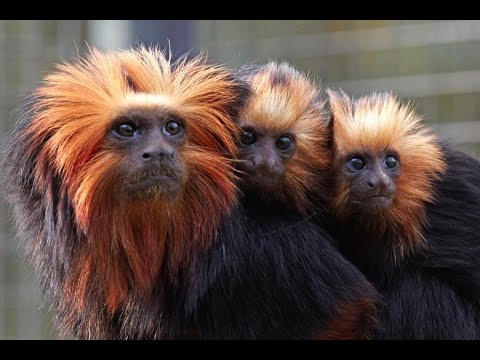 Gagner un voyage gratuit en France, zoo de Mulhouse